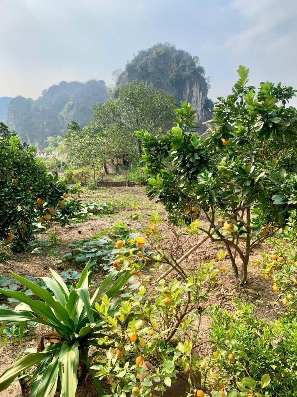 Blue Garden Homestay Ninh Bình Ngoại thất bức ảnh